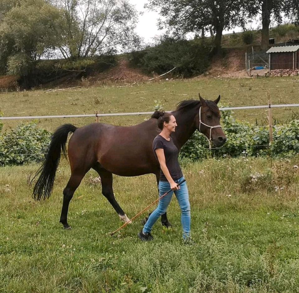 Unterricht Bodenarbeit, Freiarbeit, Natural Horsemanship in Würzburg