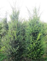 Heckenpflanzen Thuja Smaragd u. Brabant-Kirschlorbeer-Eiben-Ilex. Wietmarschen - Lohne Vorschau