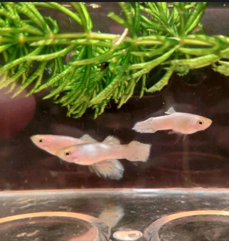 6 x Guppy "Snow White" (Poecilia reticulata) in Frankfurt am Main