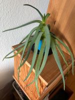 Aloevera Pflanze Dresden - Löbtau-Nord Vorschau