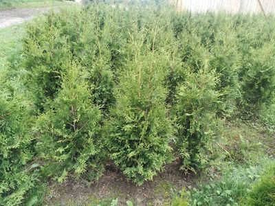 Thuja Brabant, Lebensbaum, Immergrüne Heckenpflanze in Nordrhein