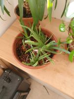Aloevera Aloe Vera Pflanze Ableger Hessen - Dietzenbach Vorschau