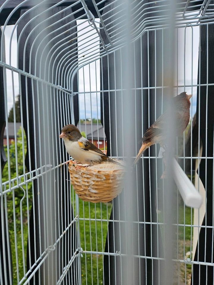 Kanarienvögel Familie in Breuna