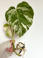 Monstera variegata mit zwei Blättern Hessen - Kelsterbach Vorschau