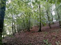 Schönes Waldgrundstück in der Eifel zu verkaufen Rheinland-Pfalz - Trier Vorschau