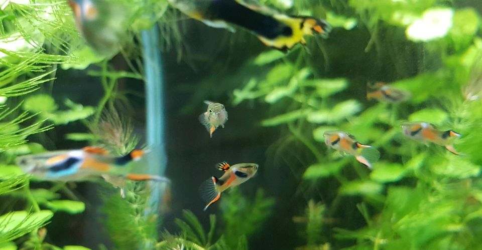 Endlerguppys in Taunusstein