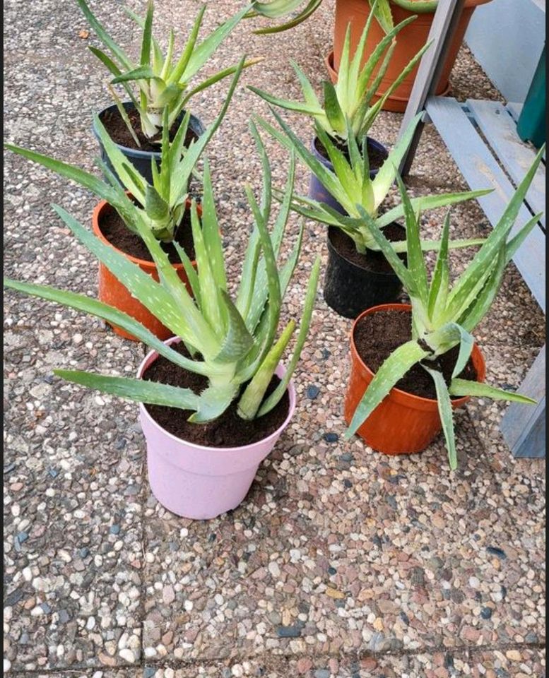 3 x Aloe Vera/ Agave Pflanze im Topf 60 cm Durchmesser in Reinhardshagen