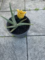 Aloe Vera ca 20 cm hoch München - Berg-am-Laim Vorschau