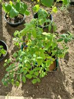 Tomaten Pflanzen zu verkaufen 1,50€ pro Pflanze Niedersachsen - Salzgitter Vorschau