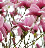 Chinesische Yulan Magnolie Festirose 60-80cm - Magnolia denudata Niedersachsen - Bad Zwischenahn Vorschau