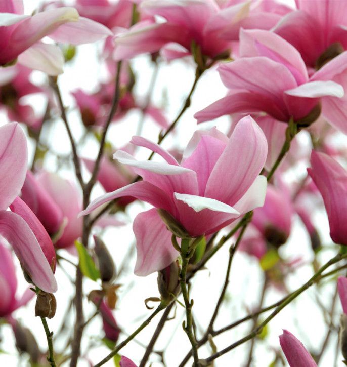 Chinesische Yulan Magnolie Festirose 60-80cm - Magnolia denudata in Bad Zwischenahn