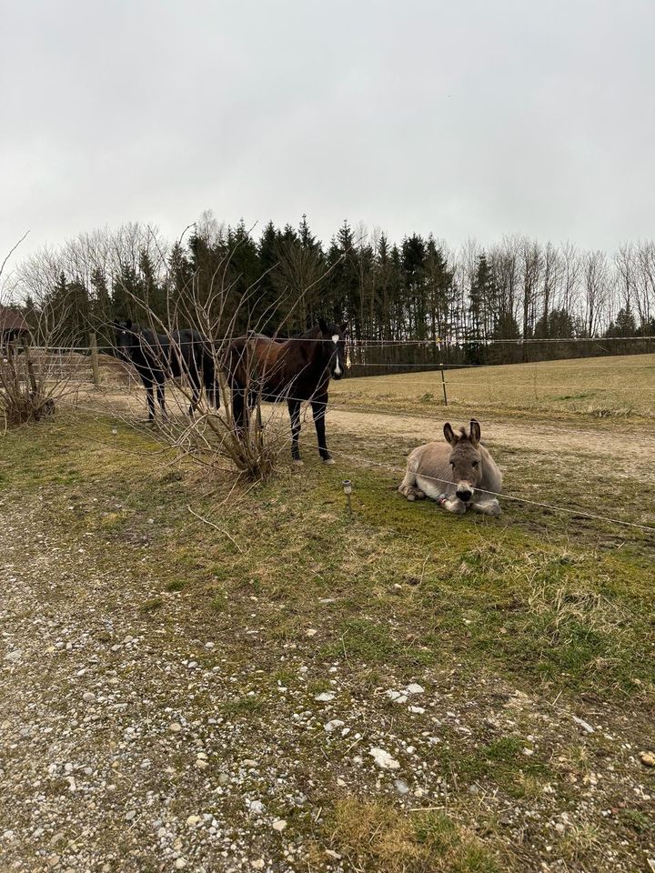 Offenstall Pferd/ Pony/ Esel/ Shetty in Olching
