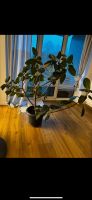 Ficus Baum (1,30m / 1,15m) Gummibaum Pflanze Wandsbek - Hamburg Rahlstedt Vorschau