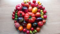 Tomatenpflanzen Niedersachsen - Rinteln Vorschau