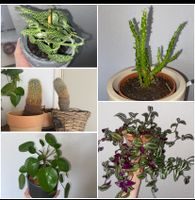Kaktus , Je: 6€, Grünpflanze , Zimmerpflanze. Bayern - Wemding Vorschau