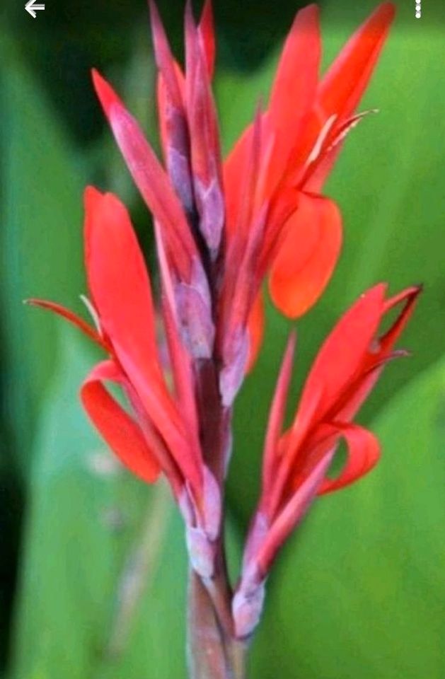 Canna Indisches Blumenrohr Rhizome Knollen Beet - Hecken Pflanze in Herzogenaurach