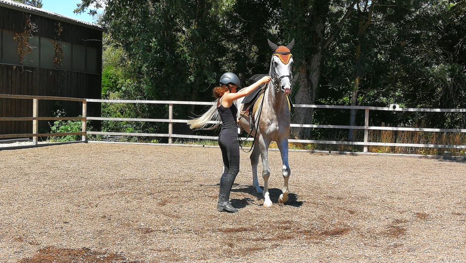 Reitunterricht für Jung und Alt, Anfänger bis Fortgeschrittene in Dettelbach