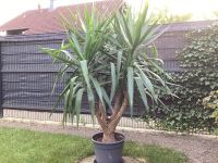 Yucca-Palme 180 cm Nordrhein-Westfalen - Salzkotten Vorschau