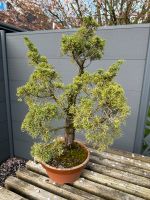 Pre-Bonsai Wacholder Niedersachsen - Wunstorf Vorschau