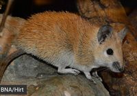 suche Goldstachelmaus (Acomys russatus) Baden-Württemberg - Wendlingen am Neckar Vorschau