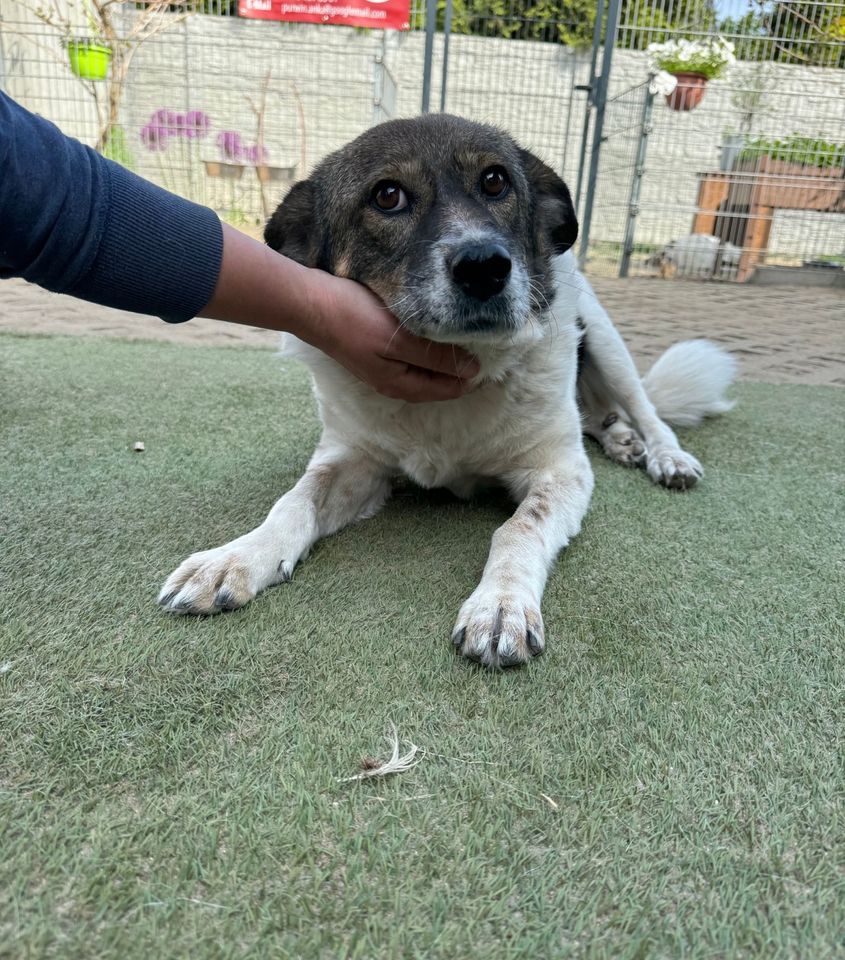 Freundliche LOTTI ❤️ aus dem Tierschutz sucht ihre Familie in Möckern