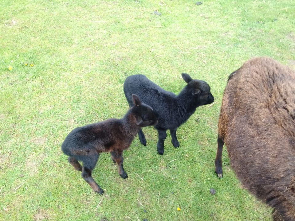 Kamerunschaf Kamerunbock Bocklamm Bock Schafe Schaf Schafbock in Postau