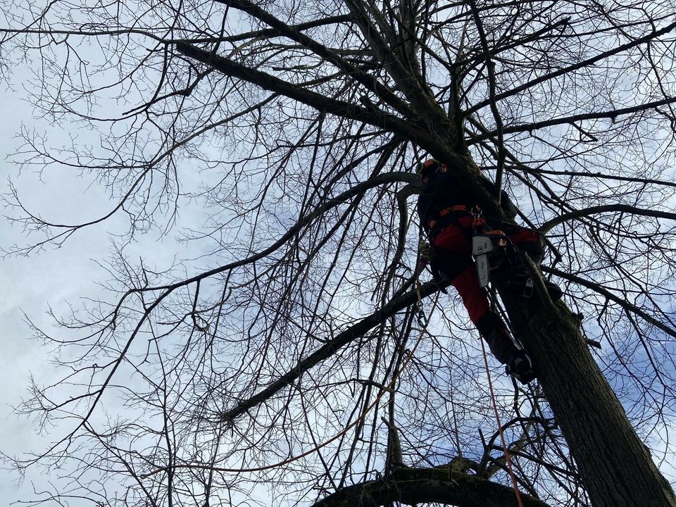 Baum Fällen Baumfällung mit Bühne oder Seilklettertechnik in München