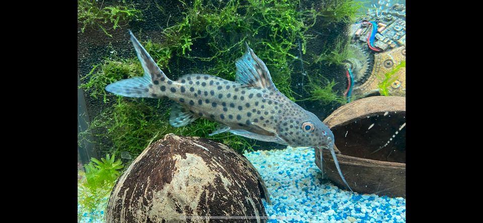 Synodontis Nigrita Schwarzer/Marmorierter Fiederbartwels 20cm in Barchfeld