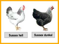 Sussex hell und dunkel Huhn Hühner Legehennen Thüringen - Hohenstein bei Nordhausen Vorschau