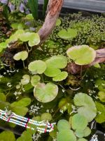 Hydrocotyle leucocephala Aquariumpflanze Nordrhein-Westfalen - Velbert Vorschau