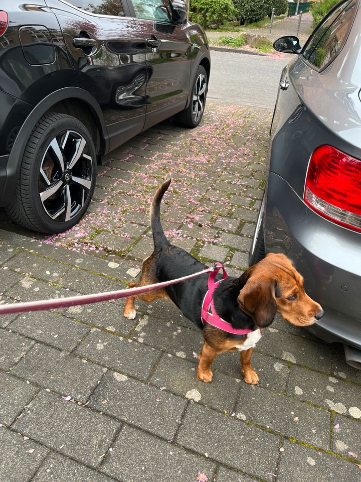 Beagle Hund in Köln