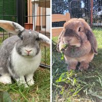 Kaninchen suchen neues Zuhause Brandenburg - Bernau Vorschau