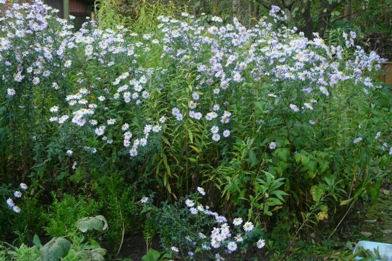 Herbstastern, Kissenastern Herbststauden Blumenstauden in Eggebek