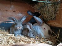 Kaninchen Widder Mix Jungtiere Hase Hasen Sachsen - Oederan Vorschau