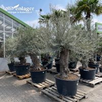 Olivenbaum XL/knorrig/bester Preis/alter Olivenbaum Hessen - Rodenbach Vorschau
