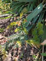 Eibenbüsche Thüringen - Hopfgarten Vorschau