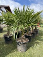 Trachycarpus fortunei, frostverträgliche Hanfpalme Thüringen - Straußfurt Vorschau