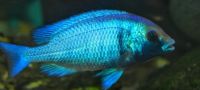 Malawi Placidochromis phenochilus Gissel Bayern - Neumarkt i.d.OPf. Vorschau