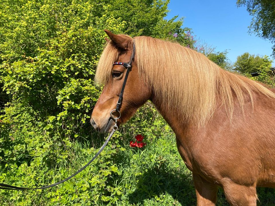 Isländer Islandpferd: bildschöne Fuchsstute mit ganz viel Tölt in Hohenfelde bei Kiel