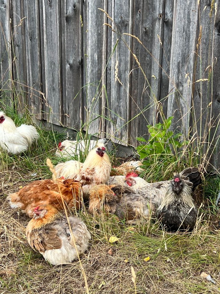 Frische, bunte Eier aus Garten Haltung von glücklichen Hühnern in Gnutz