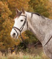 Trensenzaum Diamond engl. komb - braun/gold - Pony Baden-Württemberg - Gunningen Vorschau