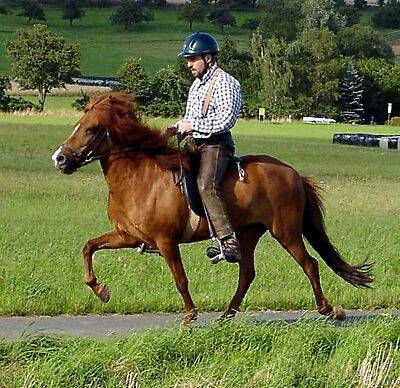 Reitbeteiligungen auf meinen Isländern in Münchhausen