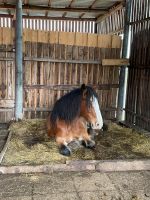 Biete Einstellplatz im Offenstall Niedersachsen - Gnarrenburg Vorschau