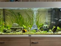 Juwel Aquarium mit komplett Besatz abzugeben Berlin - Hohenschönhausen Vorschau