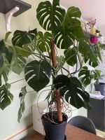 Monstera Deliciosa Höhe 150 cm Durchmesse 120cm Süd - Niederrad Vorschau