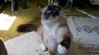 Ragdoll Vater und Tochter Nordrhein-Westfalen - Warburg Vorschau