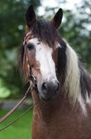 besondere Curly Horse Stute,14J.,1.55m,Freizeit,Therapie, Zucht Nordrhein-Westfalen - Dorsten Vorschau