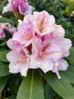 Rhododendron in großer Auswahl, auch besondere Sorten!! Niedersachsen - Oldenburg Vorschau