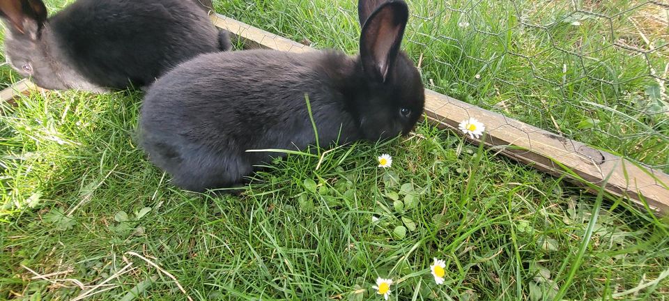 Stallhasen Kaninchen mix in Bad Salzungen