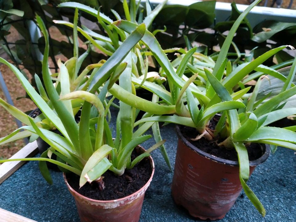 Aloe Vera Pflanzen in Dresden